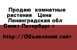 Продаю  комнатные растения › Цена ­ 150 - Ленинградская обл., Санкт-Петербург г.  »    